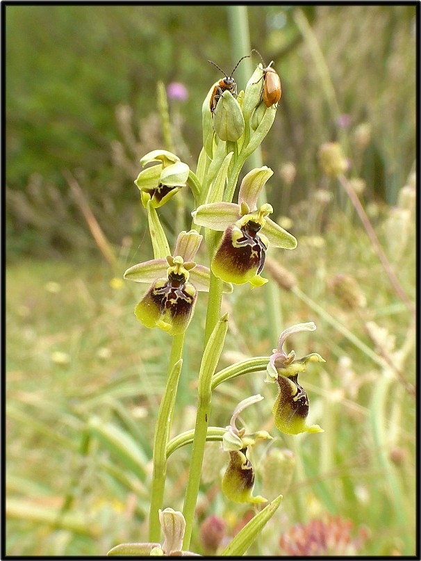 Popolazione ibridogena tra Ophrys lacaitae e Ophrys gracilis